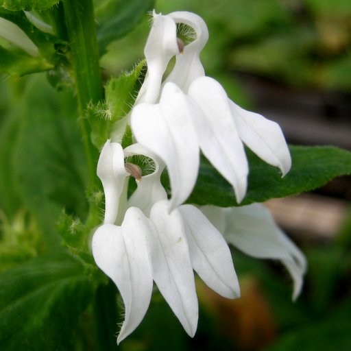 Lobelia siphilitica 'Mitzi Del Bra'